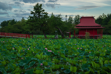  Lotus in the morning of summer