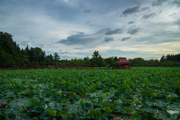 Fototapeta na wymiar Lotus in the morning of summer