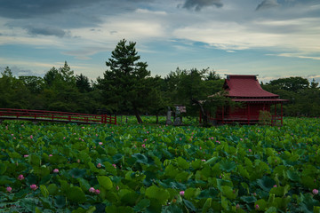  Lotus in the morning of summer