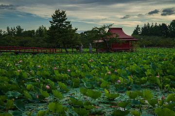  Lotus in the morning of summer