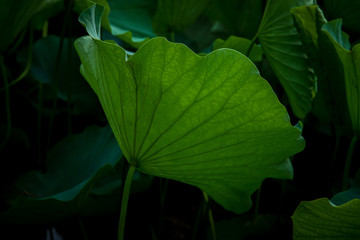  Lotus in the morning of summer