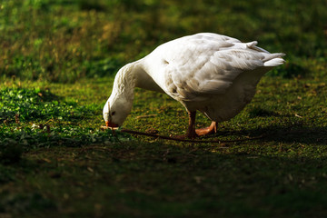 White goose eating on the grass at sunset