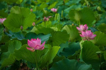  Lotus in the morning of summer