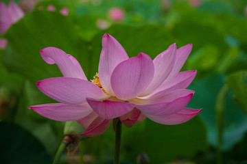  Lotus in the morning of summer
