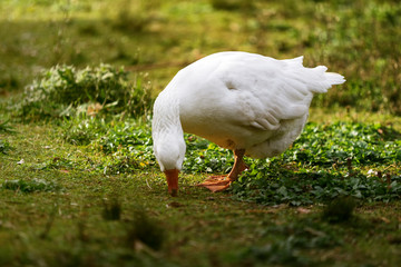White goose eating on the grass at sunset