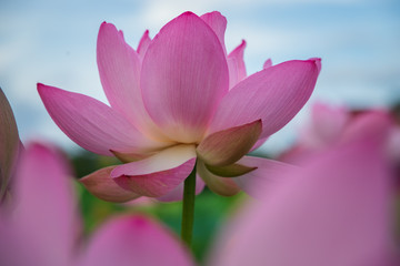  Lotus in the morning of summer
