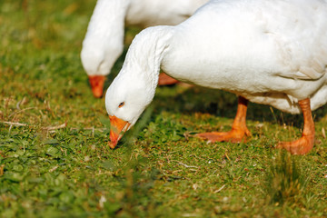 Two white geese eating on the grass at sunset in a garden