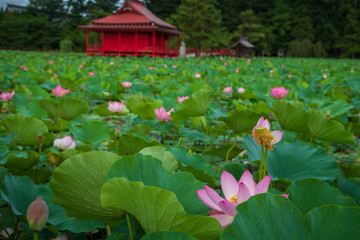  Lotus in the morning of summer