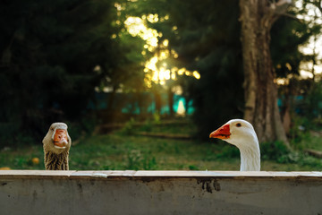 Two geese peek over a wall at sunset