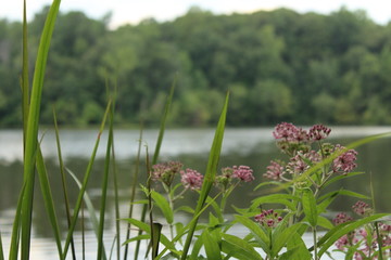 Lakeside flowers