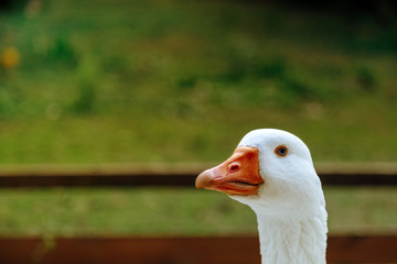 Close-up of a white goose