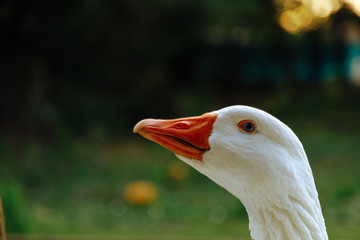 Close-up of a white goose