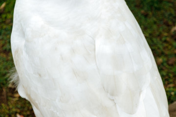 Close-up of a white goose's back