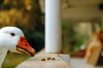 Close-up of the head of a white goose eating pet food