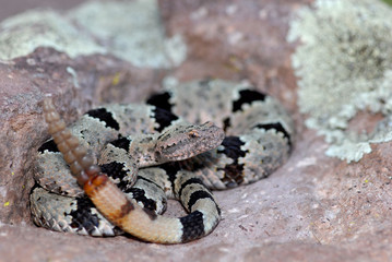 Crotalus lepidus klauberi