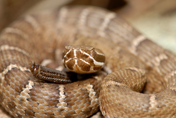 Crotalus willardi