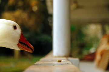 Close-up of the head of a white goose eating pet food