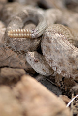 Crotalus willardi obscurus