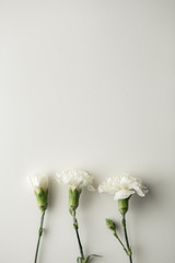 flower white background mockup