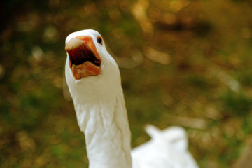Close-up of a white goose squawking