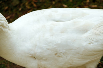 Close-up of the side of a white goose