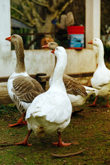 Group of geese on a farm waiting for food