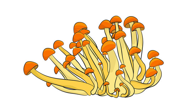 colour illustration muchroom biright vector