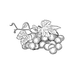 Hand drawn grape bunches and leaves. Engraving style.