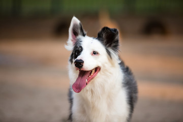  A beautifull Border Collie