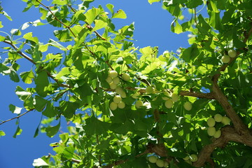 Tokyo,Japan-July 26, 2019:  Premature yellow ginkgo nuts in the summer