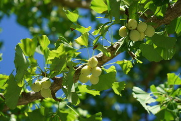 Tokyo,Japan-July 26, 2019:  Premature yellow ginkgo nuts in the summer