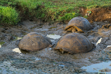 Fototapeta premium Three giant turtles cooling in the mud in a natural environment in the Galapagos Islands