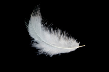 single white feather isolated on black background