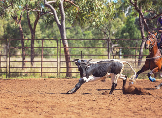 Australian Team Calf Roping At Country Rodeo