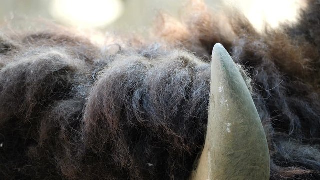 Close Up Of Bison horn