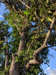 Tree Surin City Thailand