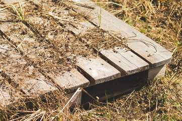 Obraz premium Old pallet in forest. wooden plank background