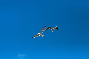 Flight of seagulls over the river