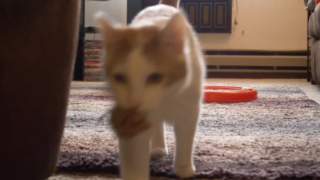 Young Cat Runs Past Camera To Fetch Toy Mouse