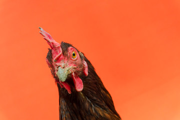 closeup the face of a teardrop hen on an orange background,copy space.