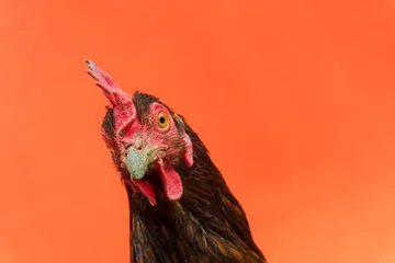 Keuken spatwand met foto closeup the face of a teardrop hen on an orange background,copy space. © ณัฐวุฒิ เงินสันเทียะ