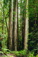 forest in the morning