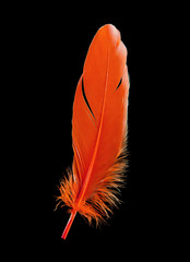 single orange feather bird isolated on black background