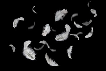 abstract group of white feathers floating in the dark.
