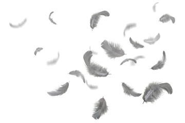 grey feathers floating in the air, white background © Siwakorn1933