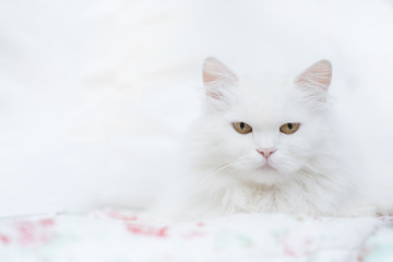 Weiße Katze, Perserkatze, ragdoll-katze mit Fell weiß langhaar mit langen Haaren vor weißem...