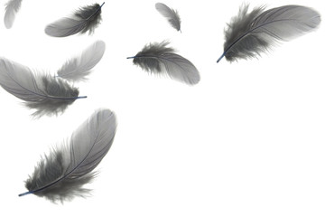 grey feathers floating in the air, withe background