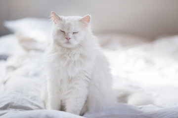 Weiße Katze, Perserkatze, ragdoll-katze mit Fell weiß langhaar mit langen Haaren sitzt und schläft auf weißem Hintergrund