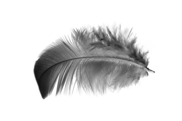 single black feather isolated on white background