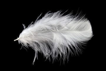 single white feather bird isolated on black background